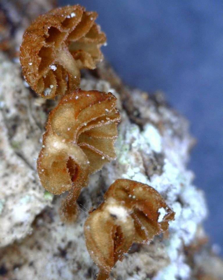 Phaeomarasmius rimulincola image