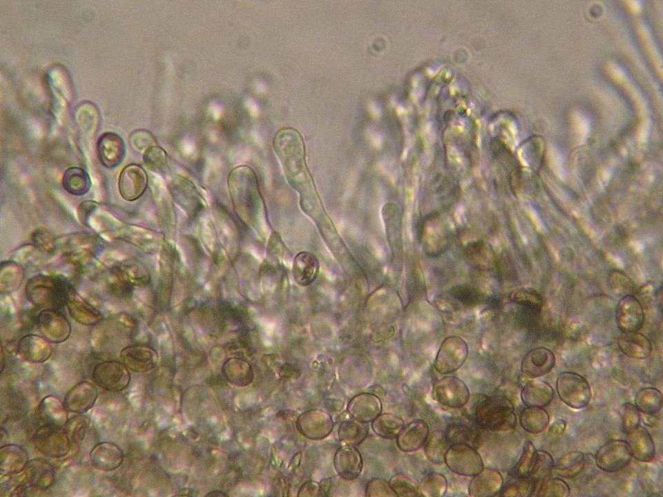 Phaeomarasmius rimulincola image