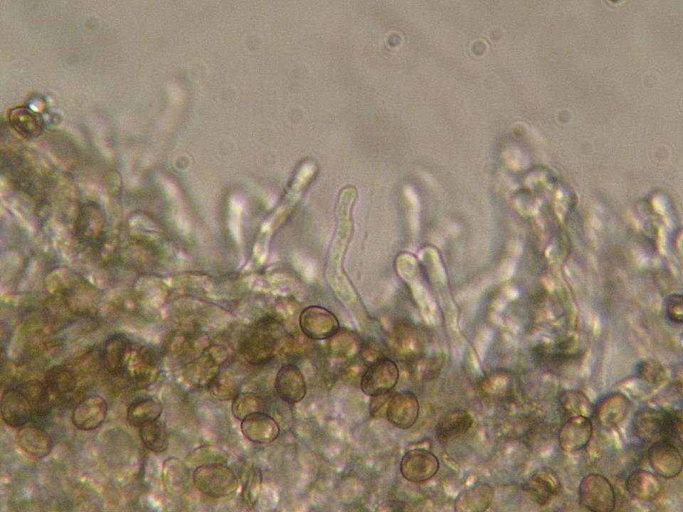 Phaeomarasmius rimulincola image
