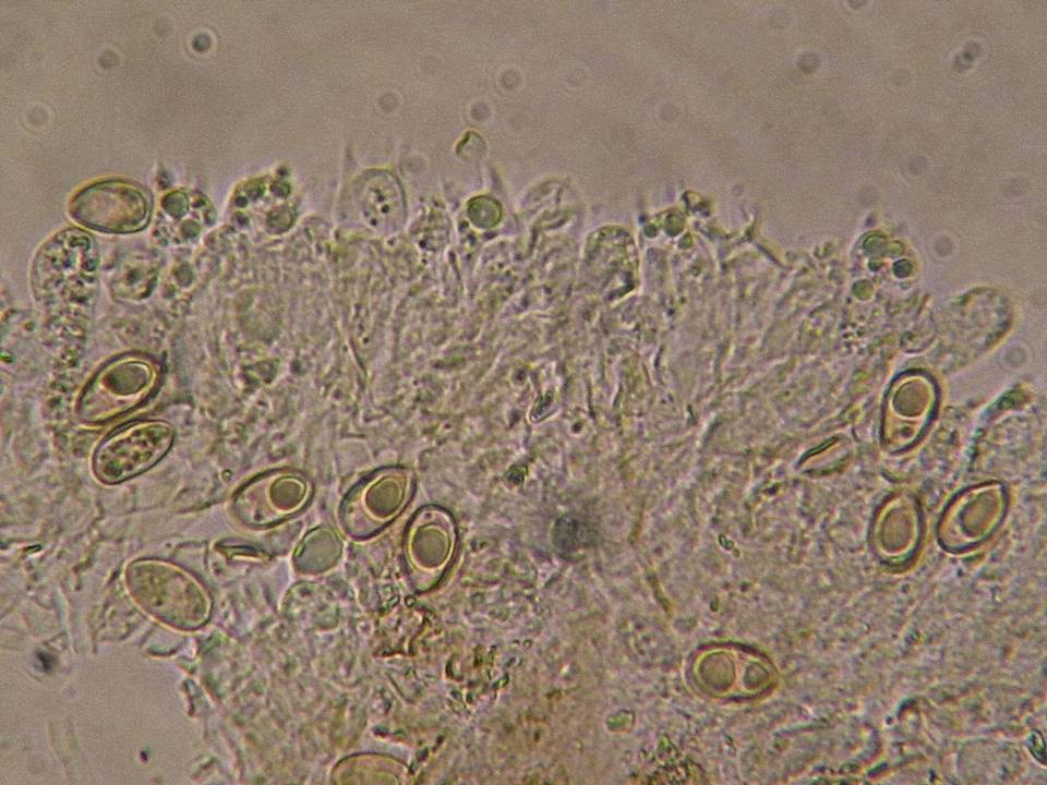 Phaeomarasmius rimulincola image