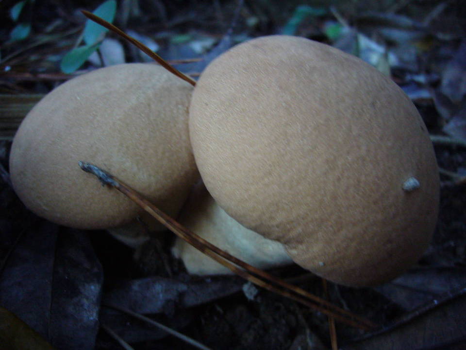 Calvatia boninensis image
