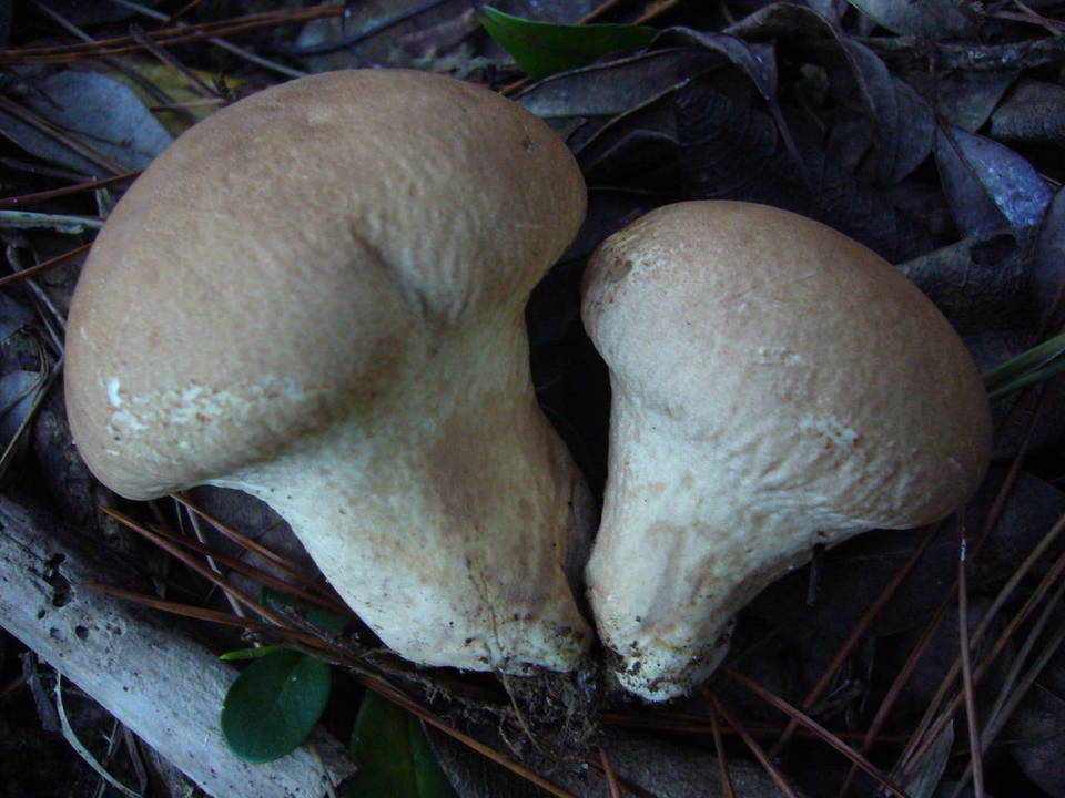 Calvatia boninensis image