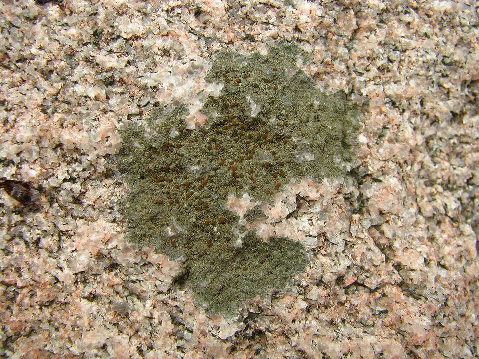 Caloplaca sideritis image