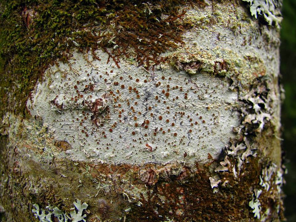 Lecanora argentata image