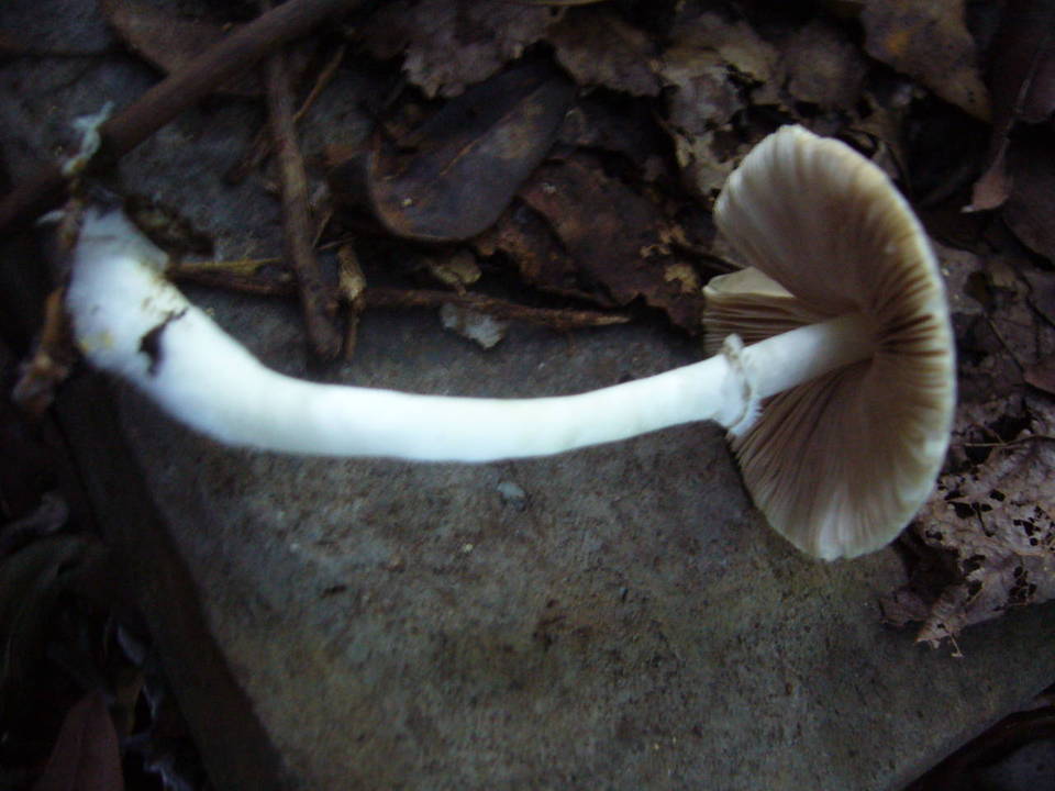 Lepiota fusciceps image