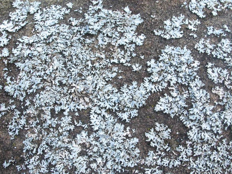 Physcia biziana image