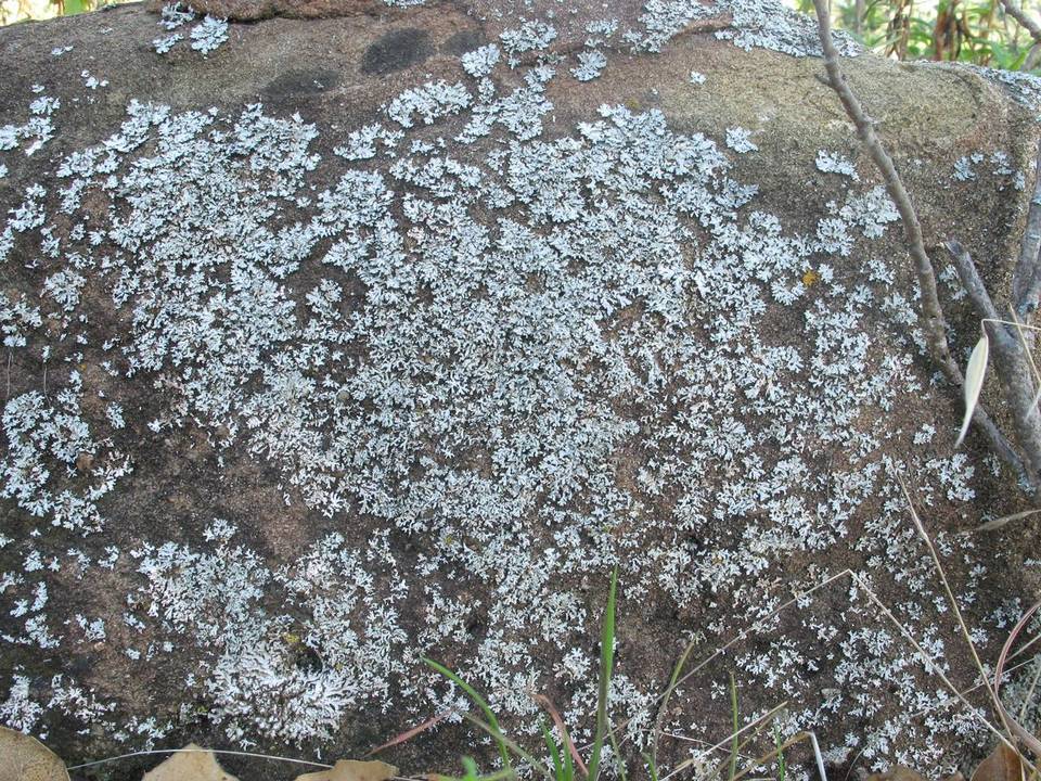 Physcia biziana image