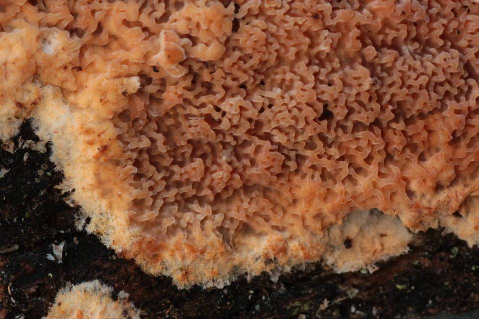 Phlebia rufa image