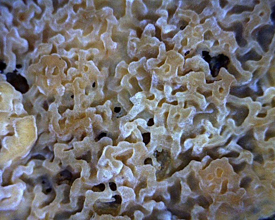 Phlebia rufa image