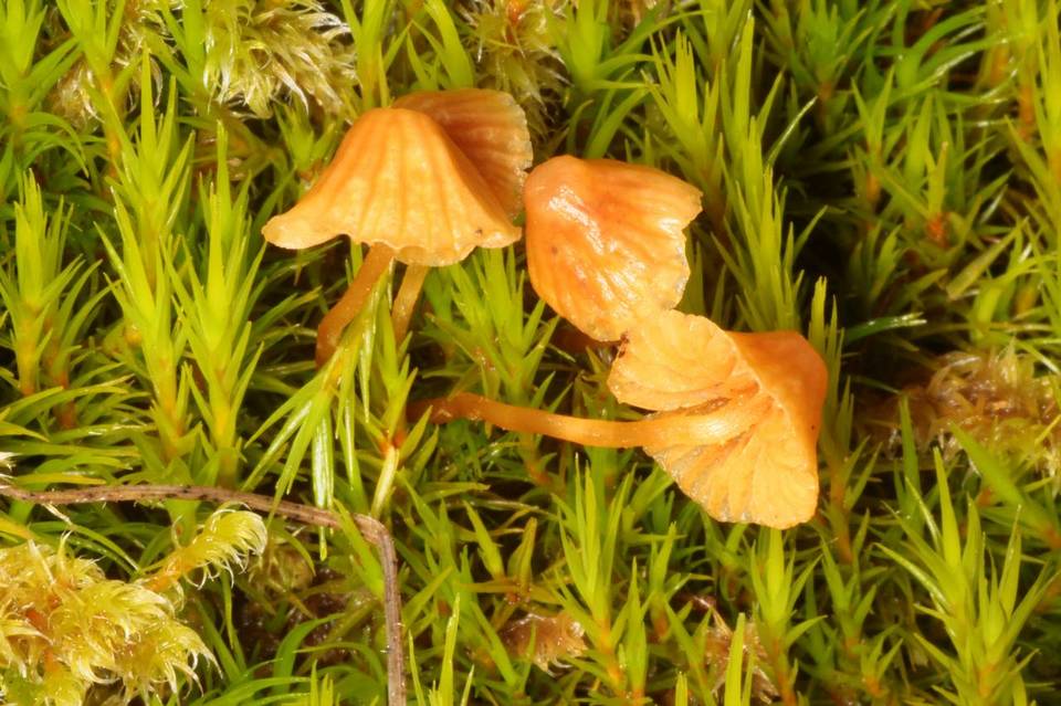 Galerina rostrata image