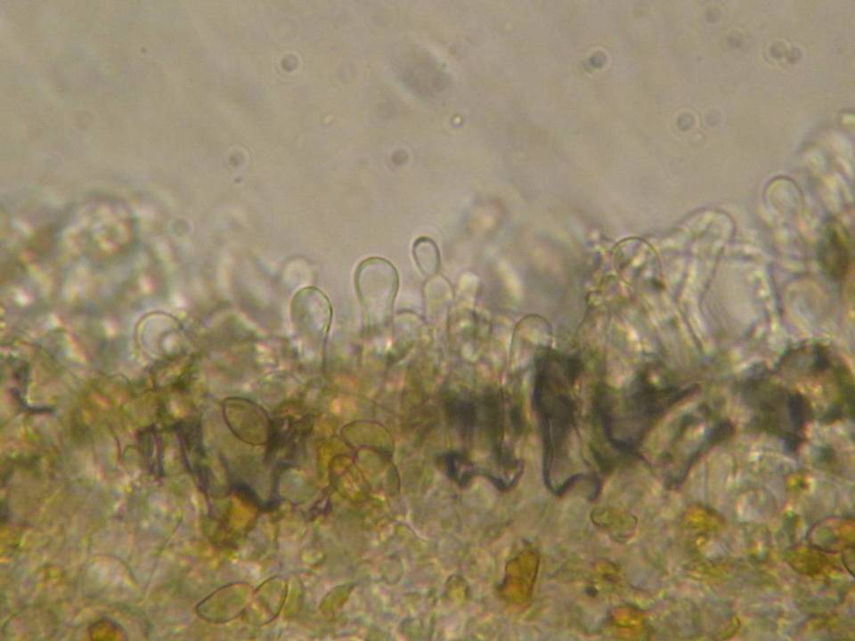 Galerina rostrata image