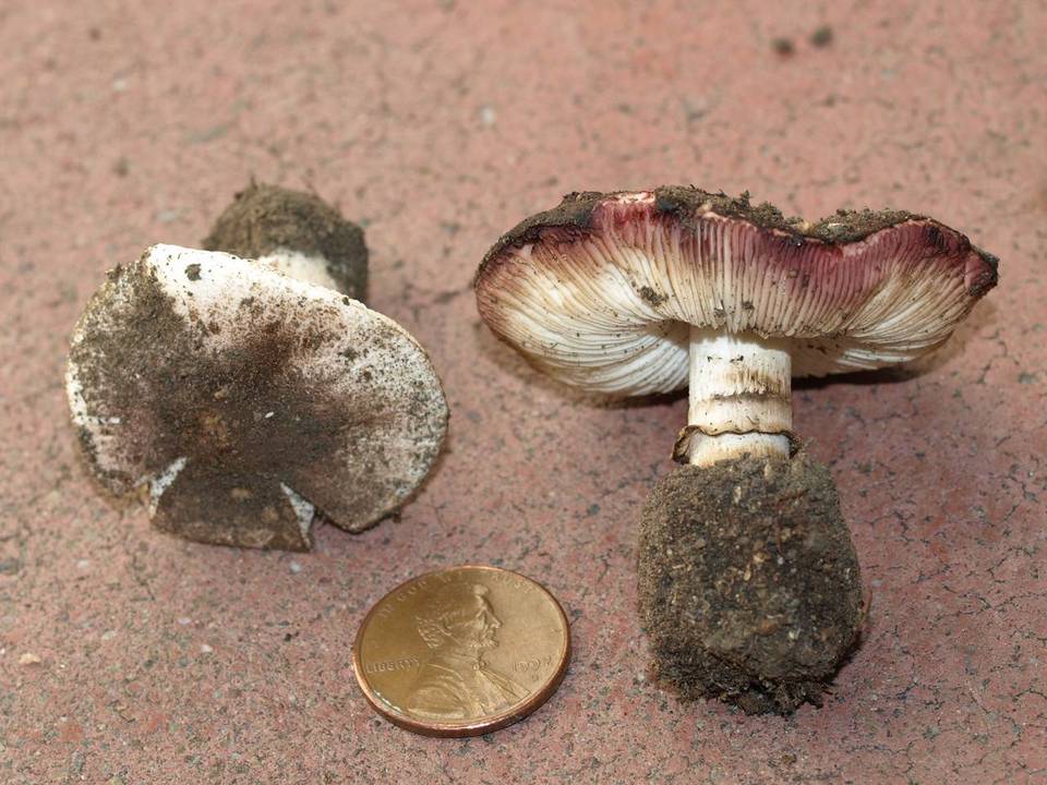 Lepiota fuliginescens image