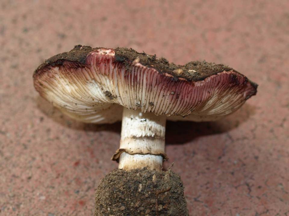 Lepiota fuliginescens image