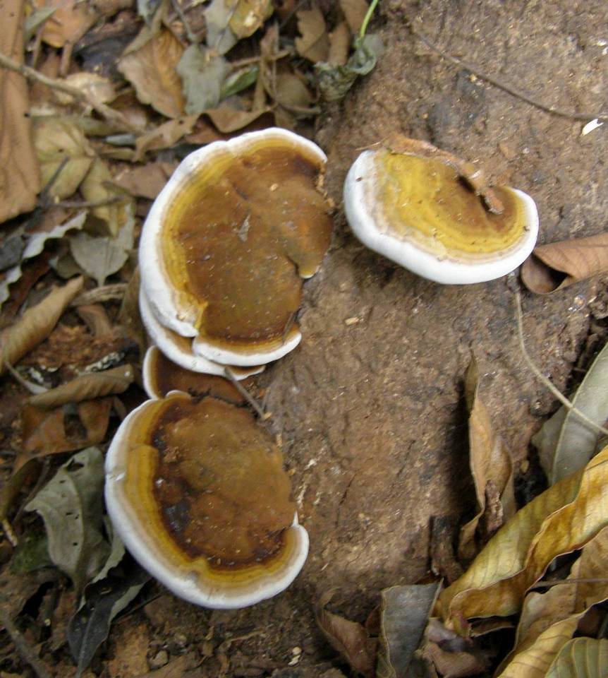 Ganoderma testaceum image
