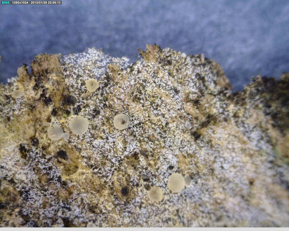 Hymenoscyphus imberbis image