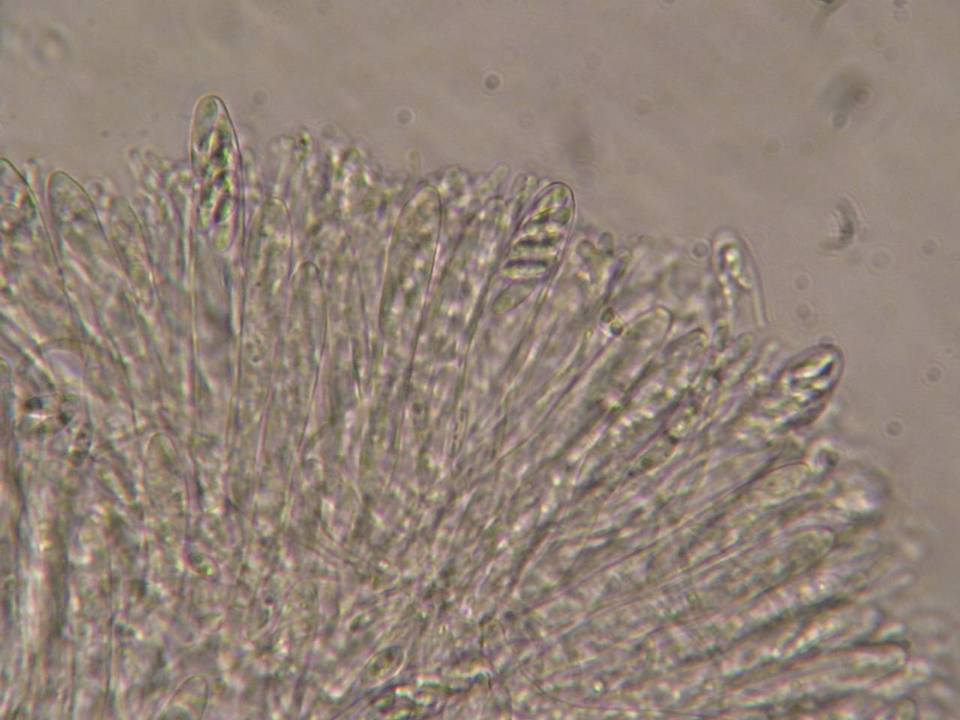 Hymenoscyphus imberbis image