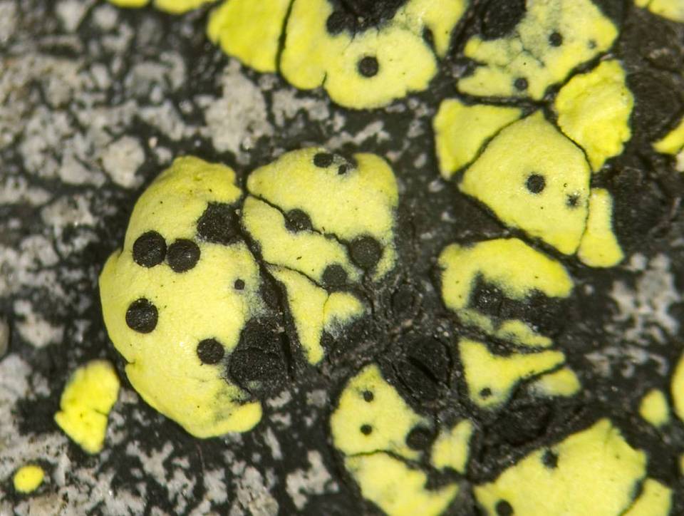 Muellerella pygmaea image
