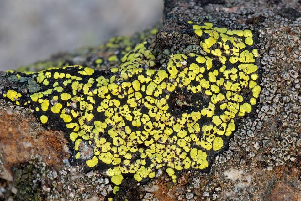 Muellerella pygmaea image