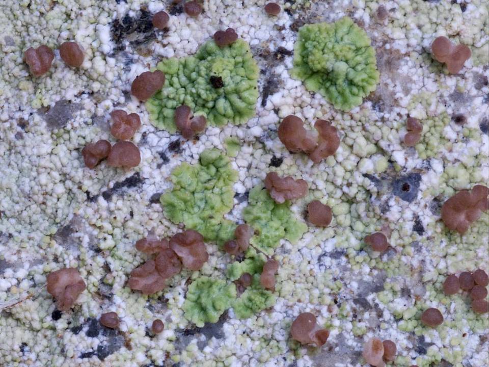 Epilichen scabrosus image
