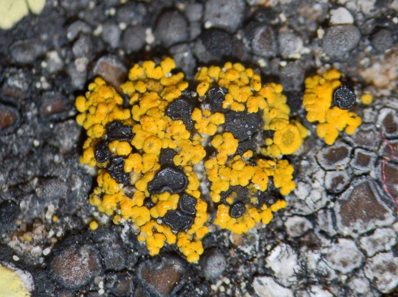 Carbonea vitellinaria image