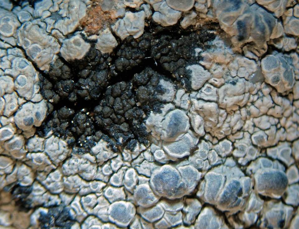 Rimularia insularis image