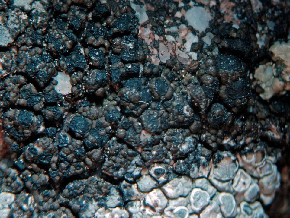 Rimularia image