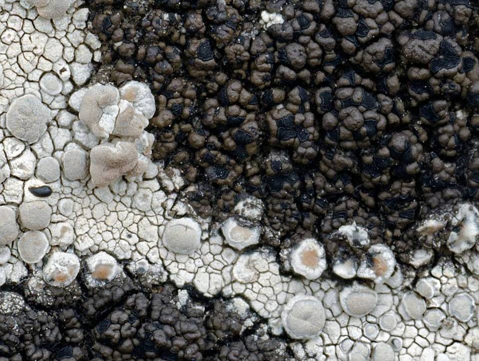 Rimularia insularis image