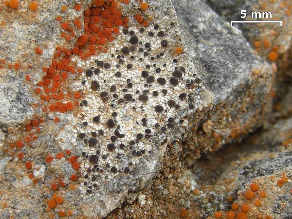 Lecania franciscana image