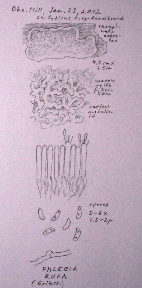 Phlebia rufa image
