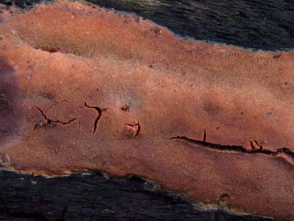 Ceriporia excelsa image