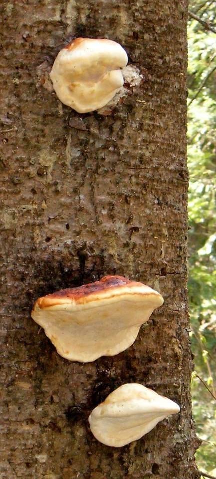 Fomitopsis mounceae image