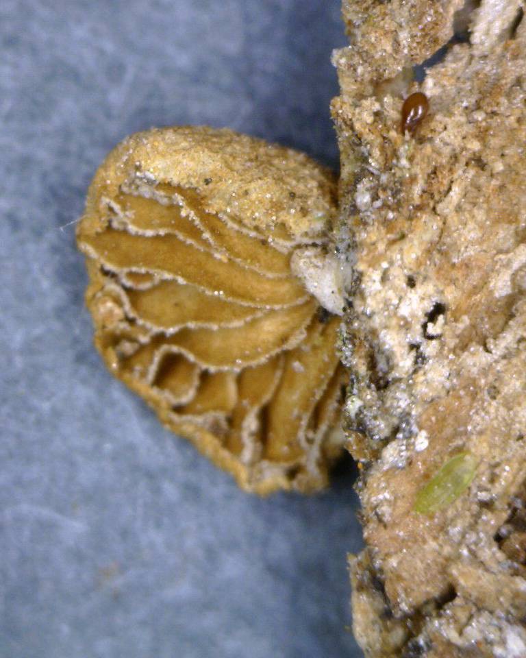 Simocybe haustellaris image