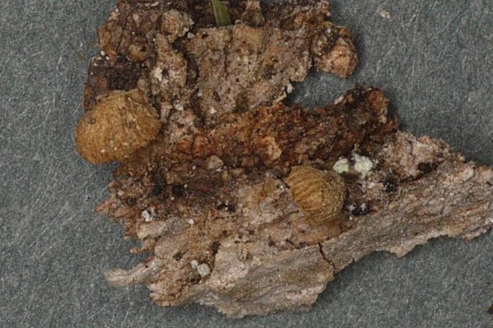 Simocybe haustellaris image
