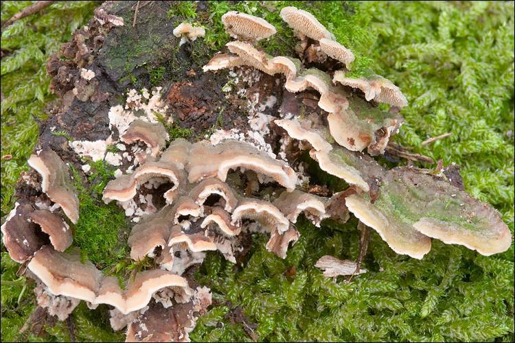 Steccherinum bourdotii image
