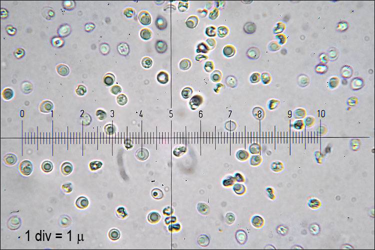 Steccherinum bourdotii image