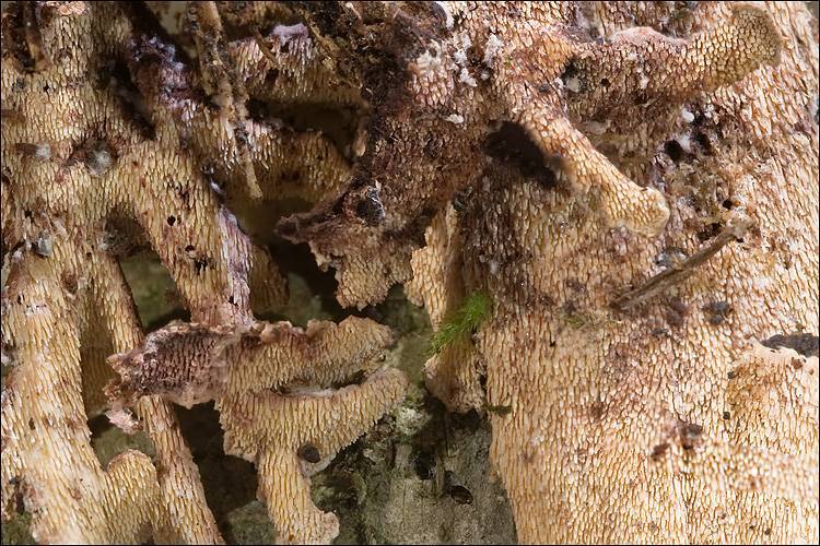 Steccherinum bourdotii image