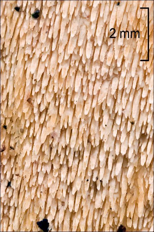 Steccherinum bourdotii image
