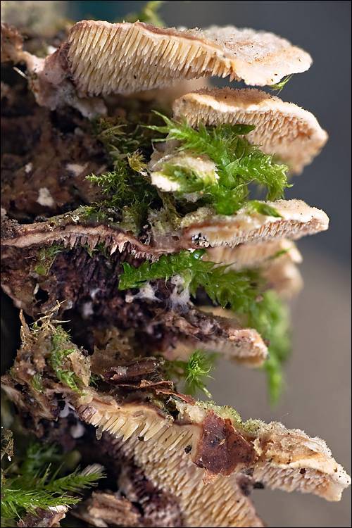 Steccherinum bourdotii image
