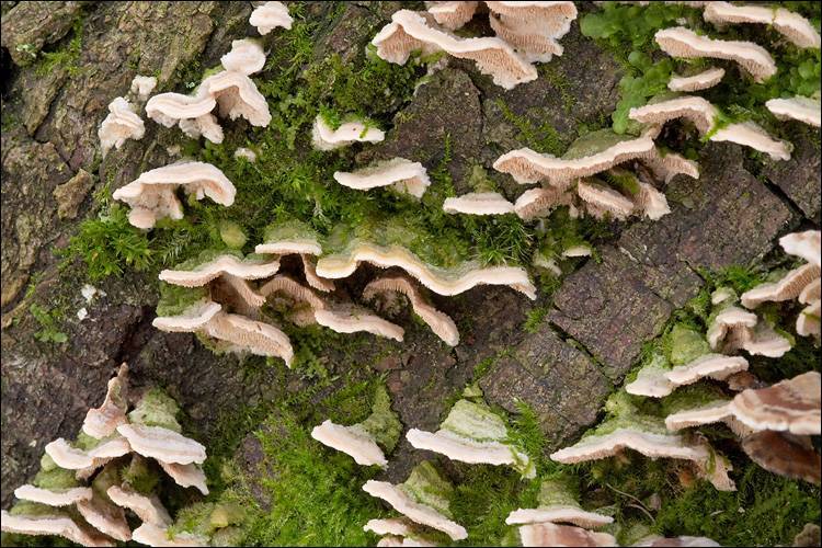 Steccherinum bourdotii image