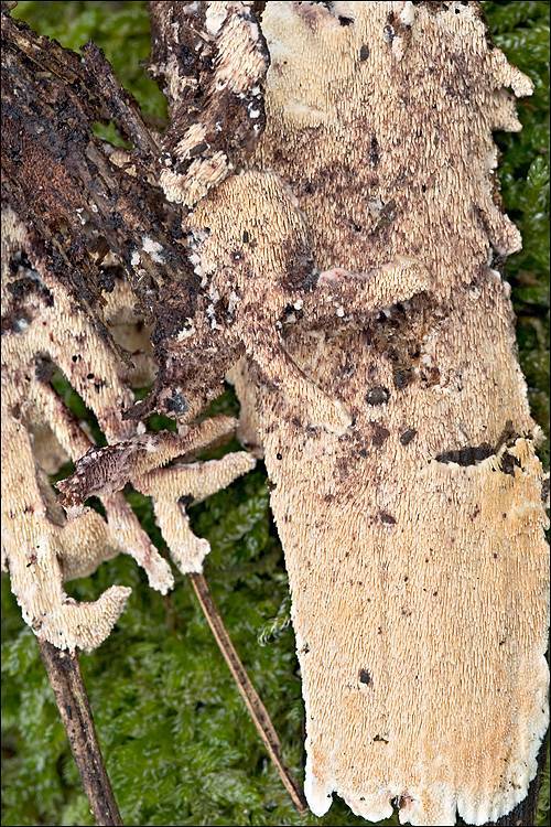 Steccherinum bourdotii image