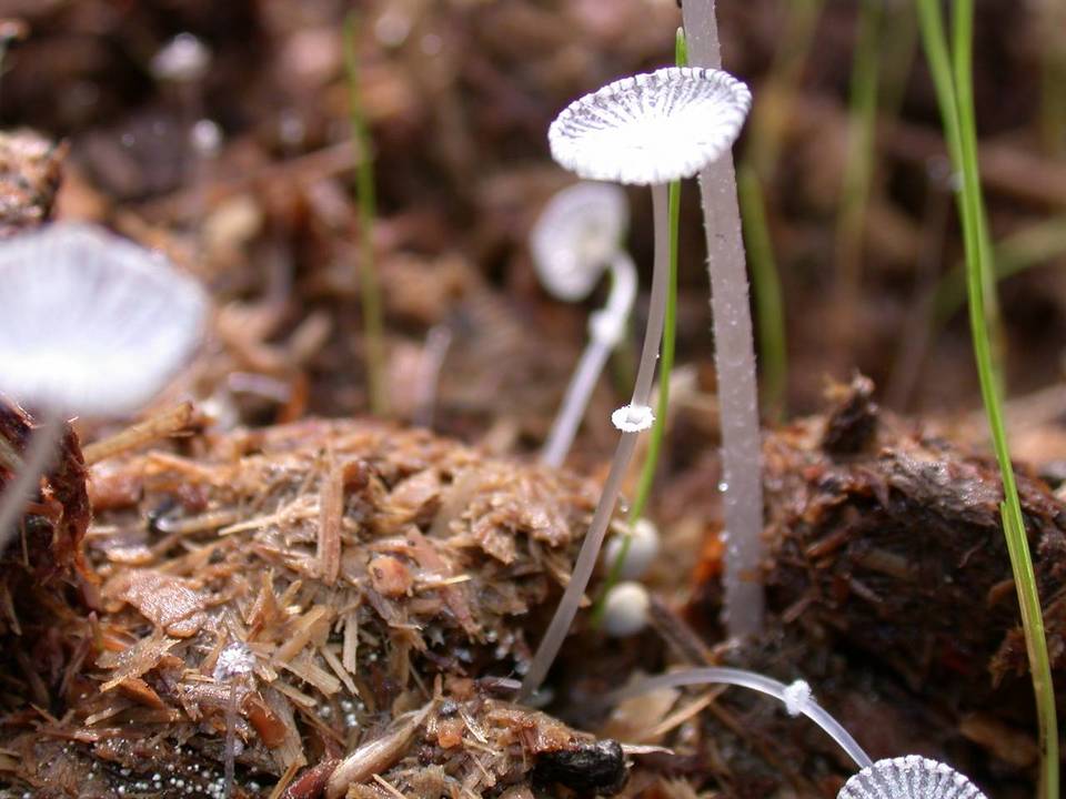 Coprinopsis ephemeroides image