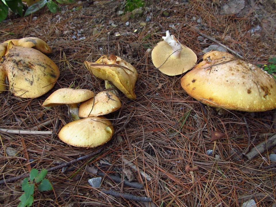 Suillus weaverae image
