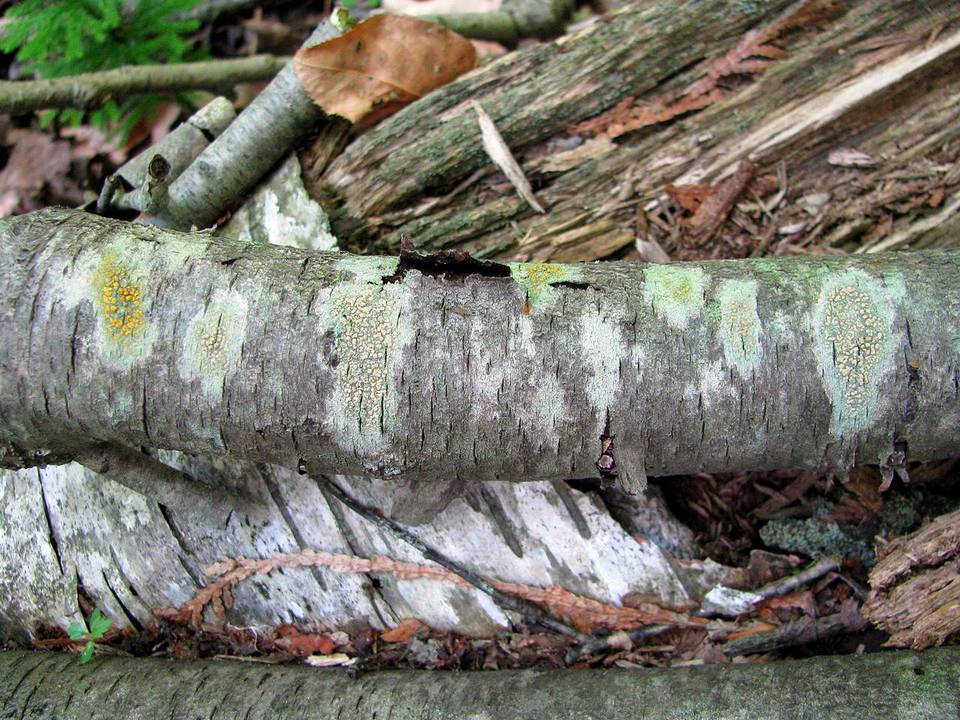 Lecanora symmicta image