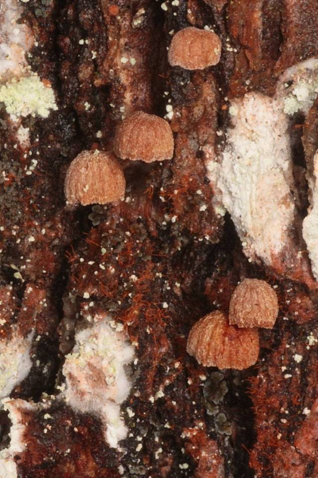 Phaeomarasmius rimulincola image