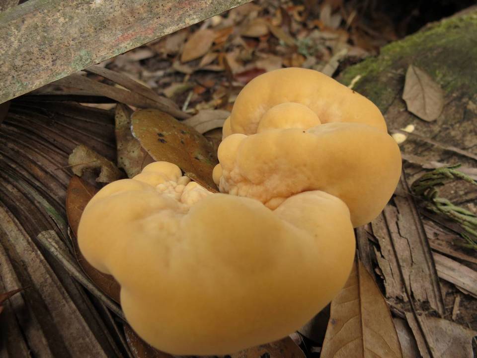 Laetiporus gilbertsonii var. pallidus image