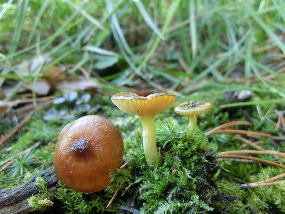 Hygrophorus siccipes image