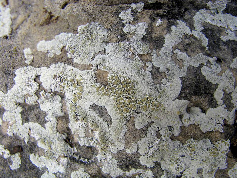 Lecanora valesiaca image