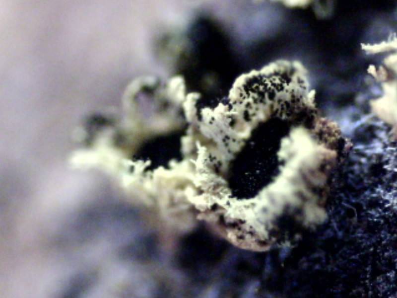Endocalyx image