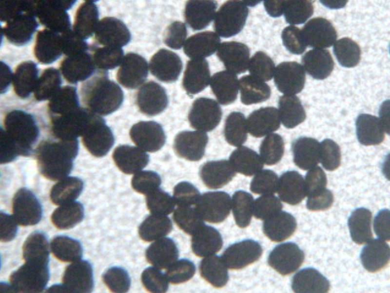Endocalyx melanoxanthus image