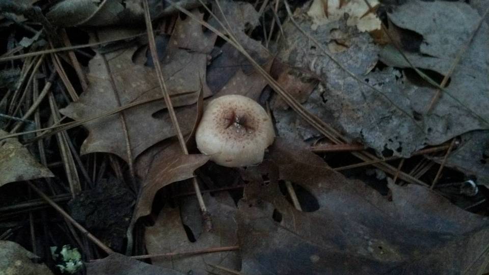 Pholiota decorata image